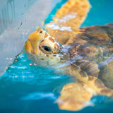 Tybee Island Marine Science Center (TIMSC) Conservation Efforts