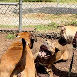 Renegade Donation: "Guardians of Color: Improvements Campaign"