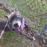 Renegade Donation: "Guardians of Color: Improvements Campaign"